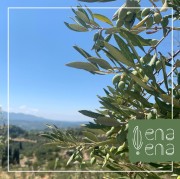 Grecka oliwa premium bogata w polifenole