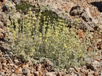 04cb660f4e2ab4f8cbc599697e72